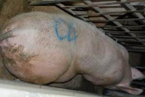 Spray painted sow - Captured at Lindham Piggery, Wild Horse Plains SA Australia.