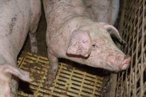 Weaners - Captured at Korunye Park Piggery, Korunye SA Australia.