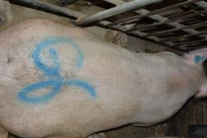 Spray painted sow - Captured at Lindham Piggery, Wild Horse Plains SA Australia.