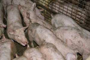 Weaners - Captured at Korunye Park Piggery, Korunye SA Australia.