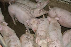 Weaners - Captured at Korunye Park Piggery, Korunye SA Australia.