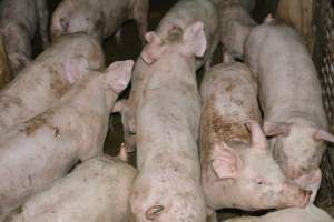 Weaners - Captured at Korunye Park Piggery, Korunye SA Australia.