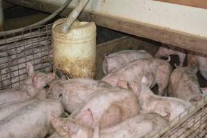 Weaners - Captured at Korunye Park Piggery, Korunye SA Australia.