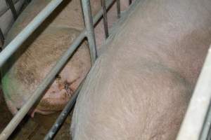 Sow stalls - Captured at Lindham Piggery, Wild Horse Plains SA Australia.