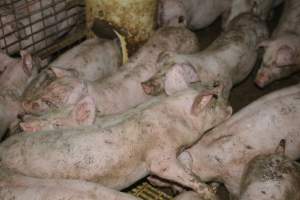 Weaners - Captured at Korunye Park Piggery, Korunye SA Australia.