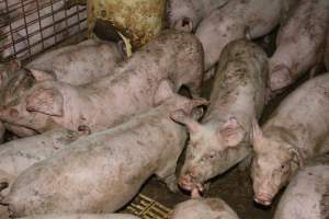 Weaners - Captured at Korunye Park Piggery, Korunye SA Australia.