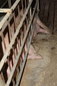 Sow stalls - Captured at Lindham Piggery, Wild Horse Plains SA Australia.