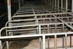 Sow stalls - Captured at Lindham Piggery, Wild Horse Plains SA Australia.