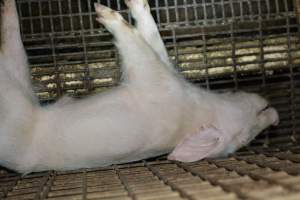 Dead piglet - Captured at Korunye Park Piggery, Korunye SA Australia.