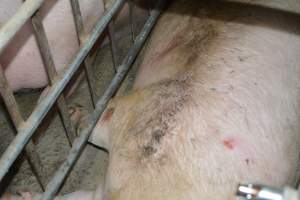 Sow stalls - Captured at Lindham Piggery, Wild Horse Plains SA Australia.