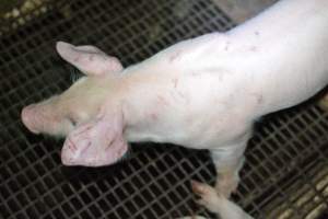 Injured weaner - Captured at Korunye Park Piggery, Korunye SA Australia.