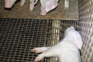 Dead piglet - Captured at Korunye Park Piggery, Korunye SA Australia.