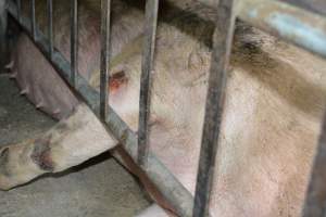 Sow stalls - Captured at Lindham Piggery, Wild Horse Plains SA Australia.