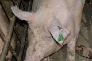 Sow stalls - Captured at Lindham Piggery, Wild Horse Plains SA Australia.