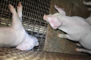 Dead piglet - Captured at Korunye Park Piggery, Korunye SA Australia.