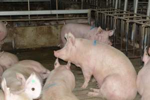 Group housing - Captured at Lindham Piggery, Wild Horse Plains SA Australia.