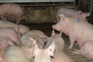 Group housing - Captured at Lindham Piggery, Wild Horse Plains SA Australia.