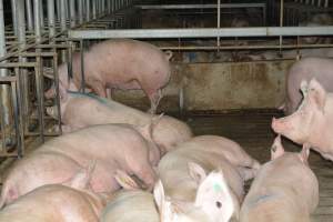 Group housing - Captured at Lindham Piggery, Wild Horse Plains SA Australia.