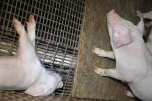 Dead piglet - Captured at Korunye Park Piggery, Korunye SA Australia.