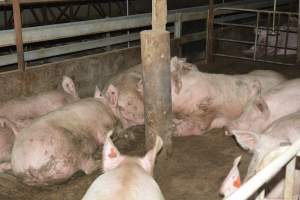 Group housing - Captured at Lindham Piggery, Wild Horse Plains SA Australia.