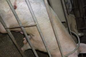 Unwell sow - Captured at Korunye Park Piggery, Korunye SA Australia.