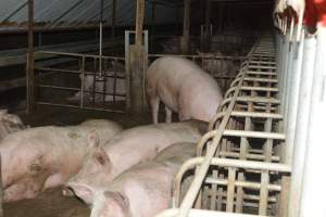 Group housing - Captured at Lindham Piggery, Wild Horse Plains SA Australia.