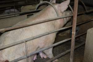 Unwell sow - Captured at Korunye Park Piggery, Korunye SA Australia.