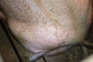 Sow who doesnt fit - Captured at Korunye Park Piggery, Korunye SA Australia.