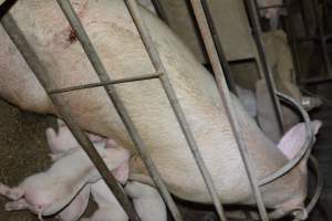 Sow in farrowing crate - Captured at Korunye Park Piggery, Korunye SA Australia.