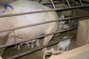 Sow in farrowing crate - Captured at Korunye Park Piggery, Korunye SA Australia.