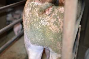Pig living in filth - Captured at Korunye Park Piggery, Korunye SA Australia.