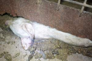 Dead weaner - Captured at Korunye Park Piggery, Korunye SA Australia.