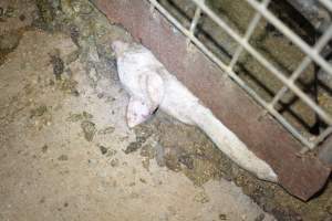 Dead weaner - Captured at Korunye Park Piggery, Korunye SA Australia.