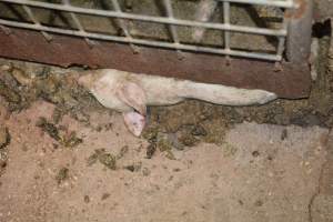 Dead weaner - Captured at Korunye Park Piggery, Korunye SA Australia.