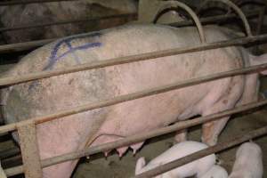 Sow in farrowing crate - Captured at Korunye Park Piggery, Korunye SA Australia.