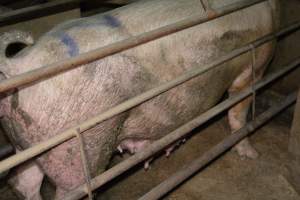 Sow in farrowing crate - Captured at Korunye Park Piggery, Korunye SA Australia.