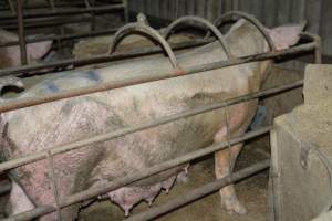 Sow in farrowing crate - Captured at Korunye Park Piggery, Korunye SA Australia.