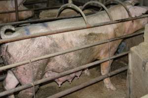 Sow in farrowing crate - Captured at Korunye Park Piggery, Korunye SA Australia.