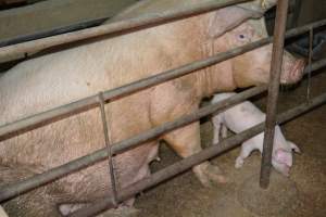 Sow in farrowing crate - Captured at Korunye Park Piggery, Korunye SA Australia.