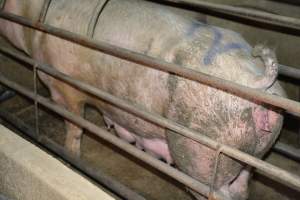 Sow in farrowing crate - Captured at Korunye Park Piggery, Korunye SA Australia.