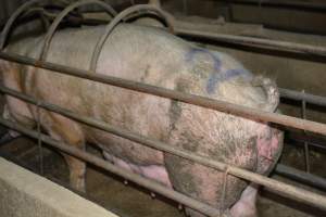 Sow in farrowing crate - Captured at Korunye Park Piggery, Korunye SA Australia.