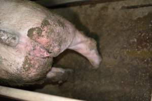 Pig living in filth - Captured at Korunye Park Piggery, Korunye SA Australia.