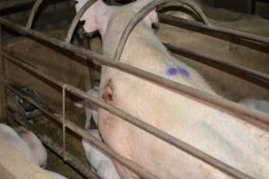 Sow in farrowing crate - Captured at Korunye Park Piggery, Korunye SA Australia.