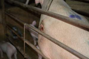 Pressure sore of sow - Captured at Korunye Park Piggery, Korunye SA Australia.