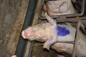 Sow stalls - Captured at Korunye Park Piggery, Korunye SA Australia.