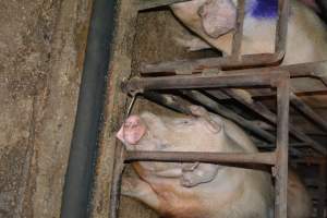 Sow stalls - Captured at Korunye Park Piggery, Korunye SA Australia.