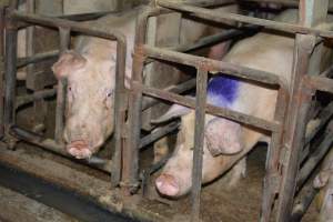 Sow stalls - Captured at Korunye Park Piggery, Korunye SA Australia.