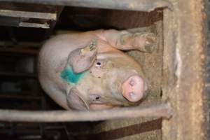 Sow in stalls - Captured at Korunye Park Piggery, Korunye SA Australia.