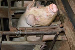 Sow stalls - Captured at Korunye Park Piggery, Korunye SA Australia.