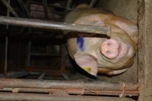 Sow stalls - Captured at Korunye Park Piggery, Korunye SA Australia.